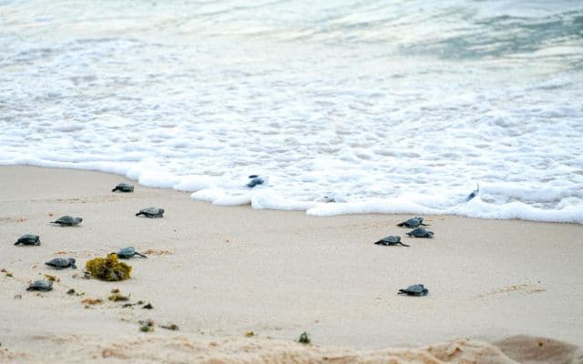 Praia do Forte